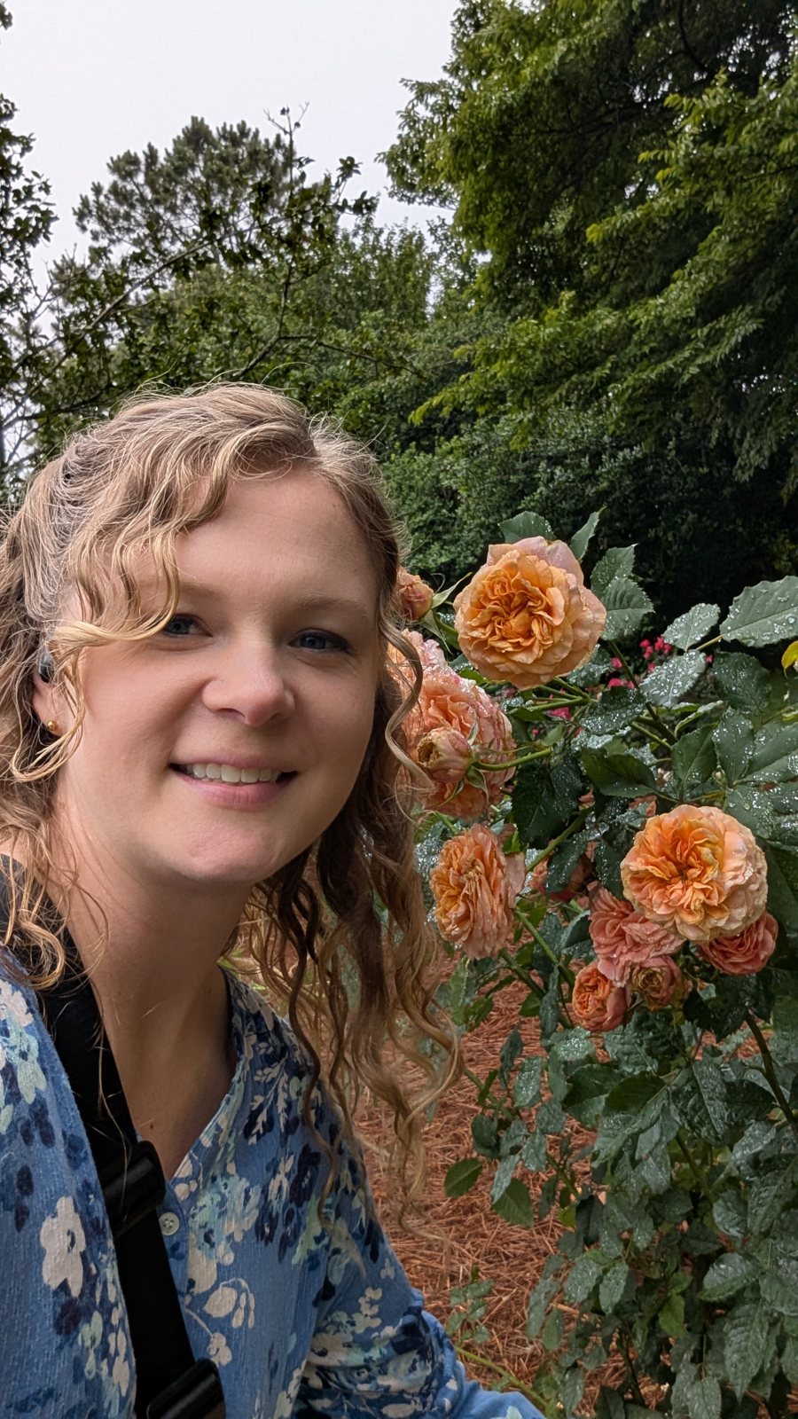 Remeteas founder among flowering roses